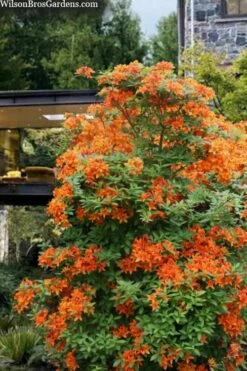 Golden Eagle Azalea (Rhododendron) - 3 Gallon Pot -Wilson Bros Gardens Shop rhododendron golden eagle azalea 7