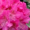 Holden Rhododendron - 3 Gallon Pot