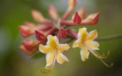 Millie Mac Native Azalea (Rhododendron) - 3 Gallon Pot -Wilson Bros Gardens Shop rhododendron millie mac native azalea 10