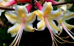 Millie Mac Native Azalea (Rhododendron) - 3 Gallon Pot -Wilson Bros Gardens Shop rhododendron millie mac native azalea 15