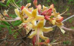 Millie Mac Native Azalea (Rhododendron) - 3 Gallon Pot -Wilson Bros Gardens Shop rhododendron millie mac native azalea 2