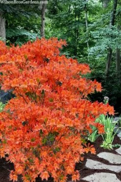 Pat Ryan Aromi Azalea (Rhododendron Hybrid) - 1 Gallon Pot