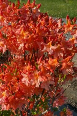 Pat Ryan Aromi Azalea (Rhododendron Hybrid) - 3 Gallon Pot 9 Pat Ryan Aromi Azalea (Rhododendron Hybrid) - 3 Gallon Pot -Wilson Bros Gardens Shop rhododendron pat ryan native azalea 106 1