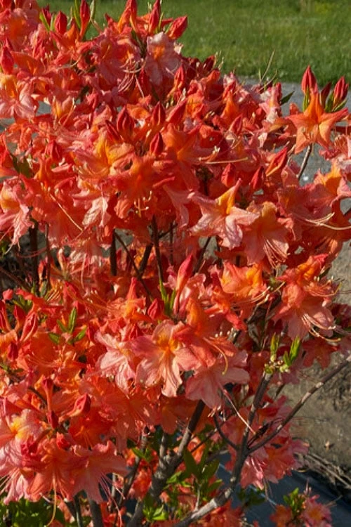 Pat Ryan Aromi Azalea (Rhododendron Hybrid) - 1 Gallon Pot 4 Pat Ryan Aromi Azalea (Rhododendron Hybrid) - 1 Gallon Pot - Image 4