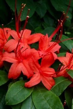 Plum Leaf Native Azalea (Rhododendron Prunifolium) - 3 Gallon Pot 9 Plum Leaf Native Azalea (Rhododendron Prunifolium) - 3 Gallon Pot -Wilson Bros Gardens Shop rhododendron prunifolium plum leaf azalea 3