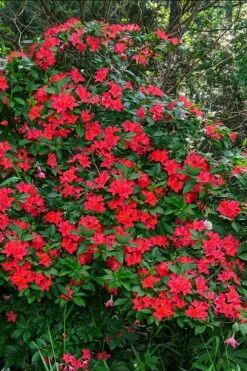 Plum Leaf Native Azalea (Rhododendron Prunifolium) - 3 Gallon Pot 8 Plum Leaf Native Azalea (Rhododendron Prunifolium) - 3 Gallon Pot -Wilson Bros Gardens Shop rhododendron prunifolium plum leaf azalea 5