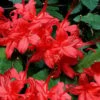 Plum Leaf Native Azalea (Rhododendron Prunifolium) - 3 Gallon Pot