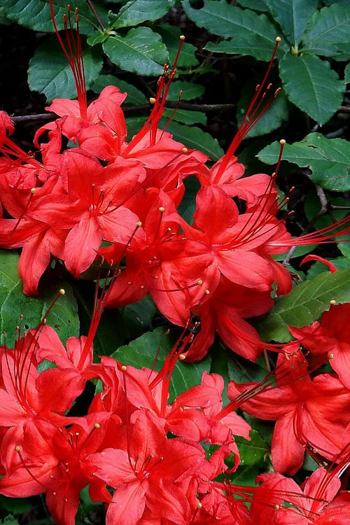 Plum Leaf Native Azalea (Rhododendron Prunifolium) - 3 Gallon Pot 1 Plum Leaf Native Azalea (Rhododendron Prunifolium) - 3 Gallon Pot