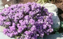 Purple Gem Dwarf Rhododendron - 3 Gallon Pot -Wilson Bros Gardens Shop rhododendron purple gem 1