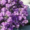 Purple Gem Dwarf Rhododendron - 3 Gallon Pot