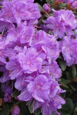 Purple Gem Dwarf Rhododendron - 3 Gallon Pot -Wilson Bros Gardens Shop rhododendron purple gem 3