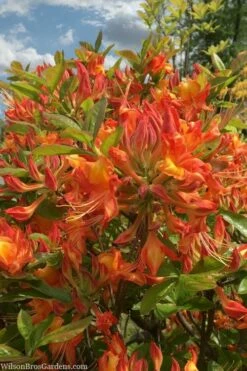 Smitty's Orange Crush Native Azalea (Rhododendron X) - 3 Gallon Pot -Wilson Bros Gardens Shop rhododendron smittys orange crush native azalea 1