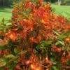 Smitty's Orange Crush Native Azalea (Rhododendron X) - 3 Gallon Pot