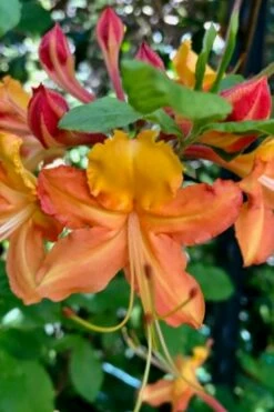 Verdie Sommerville Azalea (Rhododendron) - 3 Gallon Pot 7 Verdie Sommerville Azalea (Rhododendron) - 3 Gallon Pot -Wilson Bros Gardens Shop rhododendron verdie sommerville azalea 1