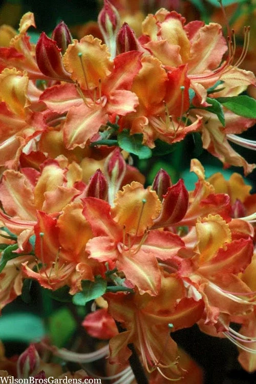 Verdie Sommerville Azalea (Rhododendron) - 3 Gallon Pot 1 Verdie Sommerville Azalea (Rhododendron) - 3 Gallon Pot
