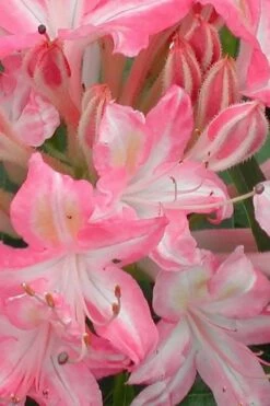 Ribbon Candy Swamp Azalea (Rhododendron Viscosum) - 2 Gallon Pot -Wilson Bros Gardens Shop rhododendron viscosum ribbon candy swamp azalea 1 2