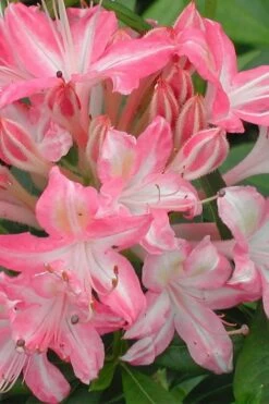 Ribbon Candy Swamp Azalea (Rhododendron Viscosum) - 2 Gallon Pot
