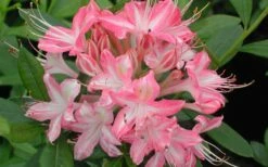 Ribbon Candy Swamp Azalea (Rhododendron Viscosum) - 2 Gallon Pot -Wilson Bros Gardens Shop rhododendron viscosum ribbon candy swamp azalea 3 2
