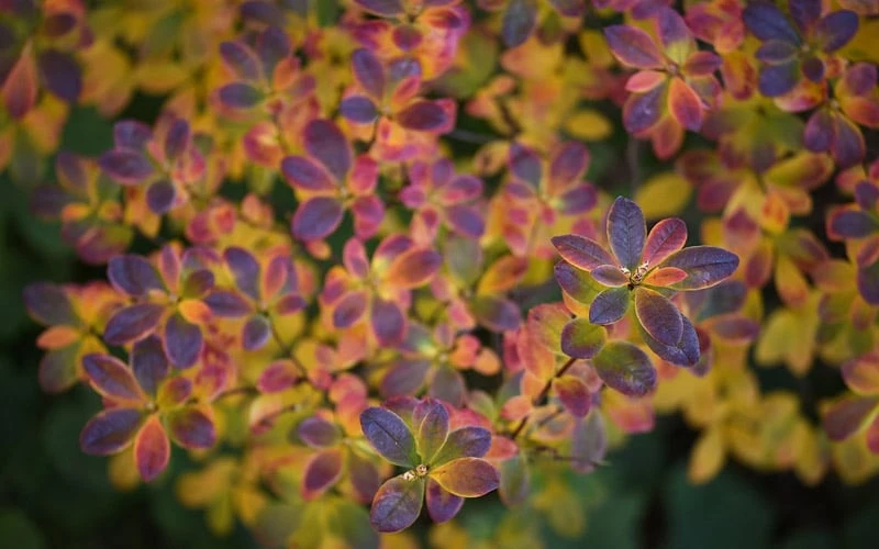Ribbon Candy Swamp Azalea (Rhododendron Viscosum) - 3 Gallon Pot 6 Ribbon Candy Swamp Azalea (Rhododendron Viscosum) - 3 Gallon Pot - Image 6