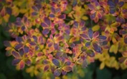 Ribbon Candy Swamp Azalea (Rhododendron Viscosum) - 2 Gallon Pot -Wilson Bros Gardens Shop rhododendron viscosum swamp azalea 3 4