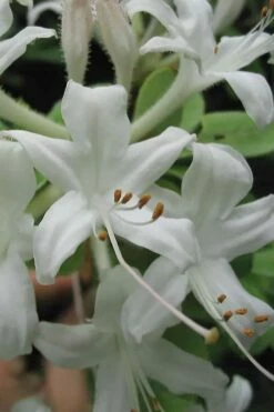 Swamp Azalea (Rhododendron Viscosum) - 3 Gallon Pot