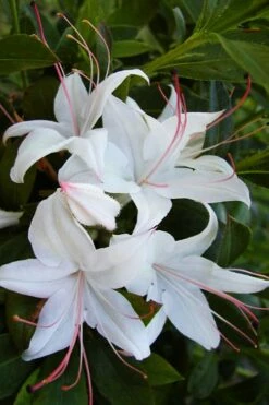 Weston's Innocence Fragrant Swamp Azalea (Rhododendron) - 3 Gallon Pot -Wilson Bros Gardens Shop rhododendron viscosum westons innocence native azalea 1