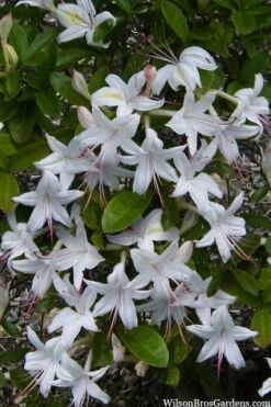 Weston's Innocence Fragrant Swamp Azalea (Rhododendron) - 3 Gallon Pot