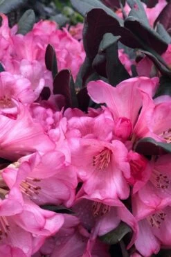 Wine And Roses Rhododendron - 5 Gallon Pot 12 Wine And Roses Rhododendron - 5 Gallon Pot -Wilson Bros Gardens Shop rhododendron wine and roses 11