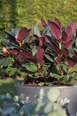 Wine And Roses Rhododendron - 5 Gallon Pot 11 Wine And Roses Rhododendron - 5 Gallon Pot -Wilson Bros Gardens Shop rhododendron wine and roses 15