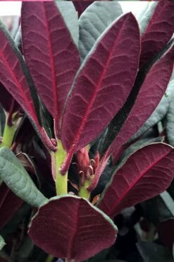 Wine And Roses Rhododendron - 5 Gallon Pot 13 Wine And Roses Rhododendron - 5 Gallon Pot -Wilson Bros Gardens Shop rhododendron wine and roses 2