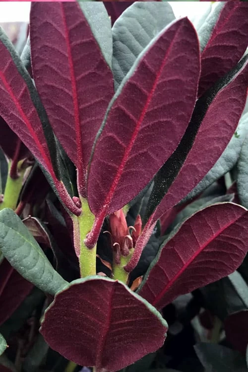 Wine And Roses Rhododendron - 5 Gallon Pot 7 Wine And Roses Rhododendron - 5 Gallon Pot - Image 7