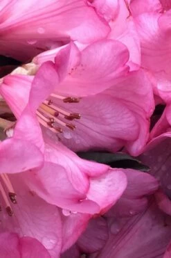 Wine And Roses Rhododendron - 5 Gallon Pot 10 Wine And Roses Rhododendron - 5 Gallon Pot -Wilson Bros Gardens Shop rhododendron wine and roses 9