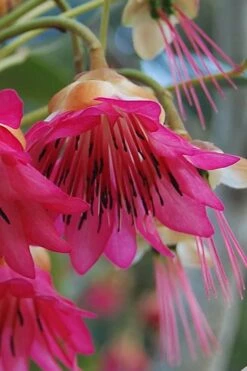 Scarlet Bells' Hong Kong Rose (Rhodoleia Henryi) - 3 Gallon Pot -Wilson Bros Gardens Shop rhodoleia henryi scarlet bells hong kong rose 1