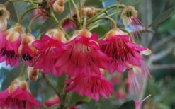 Scarlet Bells' Hong Kong Rose (Rhodoleia Henryi) - 3 Gallon Pot -Wilson Bros Gardens Shop rhodoleia henryi scarlet bells hong kong rose 102