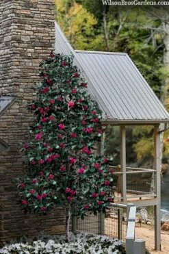 Scarlet Bells' Hong Kong Rose (Rhodoleia Henryi) - 3 Gallon Pot -Wilson Bros Gardens Shop rhodoleia henryi scarlet bells hong kong rose 106