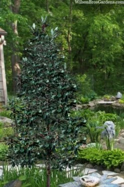 Scarlet Bells' Hong Kong Rose (Rhodoleia Henryi) - 3 Gallon Pot -Wilson Bros Gardens Shop rhodoleia henryi scarlet bells hong kong rose 20