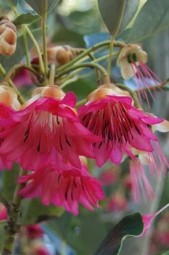 Scarlet Bells' Hong Kong Rose (Rhodoleia Henryi) - 3 Gallon Pot -Wilson Bros Gardens Shop rhodoleia henryi scarlet bells hong kong rose 3