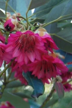 Scarlet Bells' Hong Kong Rose (Rhodoleia Henryi) - 3 Gallon Pot -Wilson Bros Gardens Shop rhodoleia henryi scarlet bells hong kong rose 4