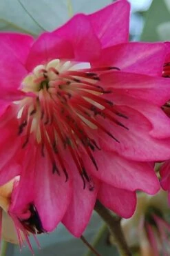 Scarlet Bells' Hong Kong Rose (Rhodoleia Henryi) - 3 Gallon Pot -Wilson Bros Gardens Shop rhodoleia henryi scarlet bells hong kong rose 5