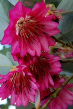 Scarlet Bells' Hong Kong Rose (Rhodoleia Henryi) - 3 Gallon Pot -Wilson Bros Gardens Shop rhodoleia henryi scarlet bells hong kong rose 7