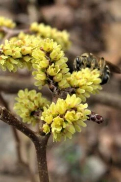 Fragrant Sumac (Rhus Aromatica) - 1 Gallon Pot 17 Fragrant Sumac (Rhus Aromatica) - 1 Gallon Pot -Wilson Bros Gardens Shop rhus aromatica fragrant sumac 2