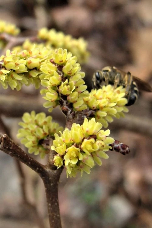 Fragrant Sumac (Rhus Aromatica) - 1 Gallon Pot 9 Fragrant Sumac (Rhus Aromatica) - 1 Gallon Pot - Image 9