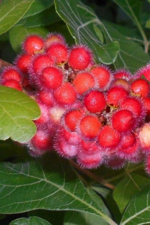 Fragrant Sumac (Rhus Aromatica) - 3 Gallon Pot 4 Fragrant Sumac (Rhus Aromatica) - 3 Gallon Pot - Image 4