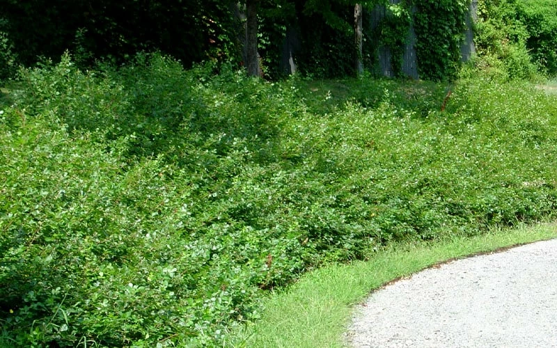 Fragrant Sumac (Rhus Aromatica) - 3 Gallon Pot 8 Fragrant Sumac (Rhus Aromatica) - 3 Gallon Pot - Image 8