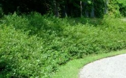 Fragrant Sumac (Rhus Aromatica) - 1 Gallon Pot 16 Fragrant Sumac (Rhus Aromatica) - 1 Gallon Pot -Wilson Bros Gardens Shop rhus aromatica fragrant sumac 7