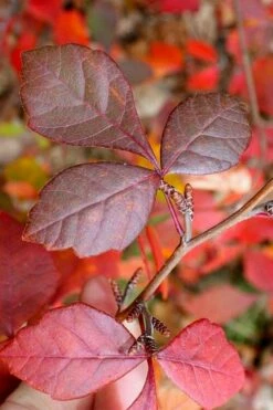 Fragrant Sumac (Rhus Aromatica) - 1 Gallon Pot 15 Fragrant Sumac (Rhus Aromatica) - 1 Gallon Pot -Wilson Bros Gardens Shop rhus aromatica fragrant sumac 8