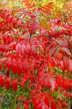 Shining Winged Sumac (Rhus Copallinum) - 3 Gallon Pot -Wilson Bros Gardens Shop rhus copallinum shining sumac 17