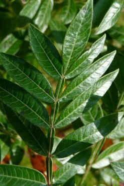 Shining Winged Sumac (Rhus Copallinum) - 1 Gallon Pot -Wilson Bros Gardens Shop rhus copallinum shining sumac 19 1