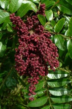 Shining Winged Sumac (Rhus Copallinum) - 3 Gallon Pot