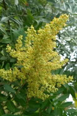 Shining Winged Sumac (Rhus Copallinum) - 1 Gallon Pot -Wilson Bros Gardens Shop rhus copallinum shining sumac 8 1